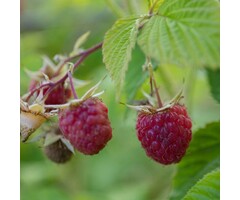 Rode framboos - Rubus idaeus 'Heritage'