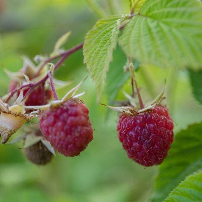 Rode framboos - Rubus idaeus 'Heritage'