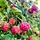 Rode framboos - Rubus idaeus 'Malling Promise'