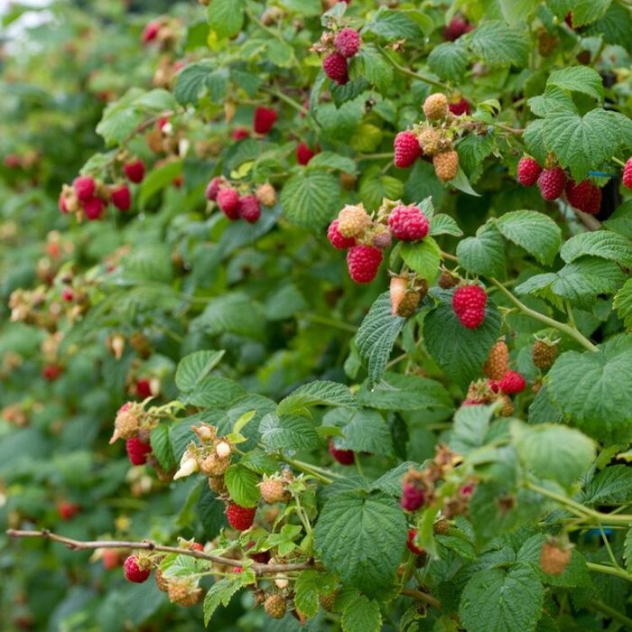 Herfstframboos - Rubus idaeus 'Zefa Herbsternte'