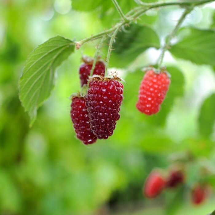 Frambraam - Rubus 'Tayberry'