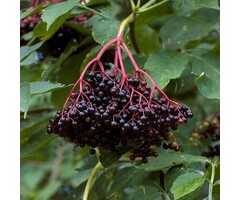 Vlierbes - Sambucus nigra 'Haschberg'
