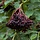 Vlierbes - Sambucus nigra 'Haschberg'