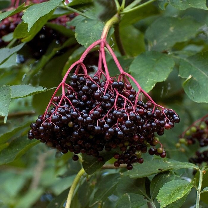 Vlierbes - Sambucus nigra 'Haschberg'