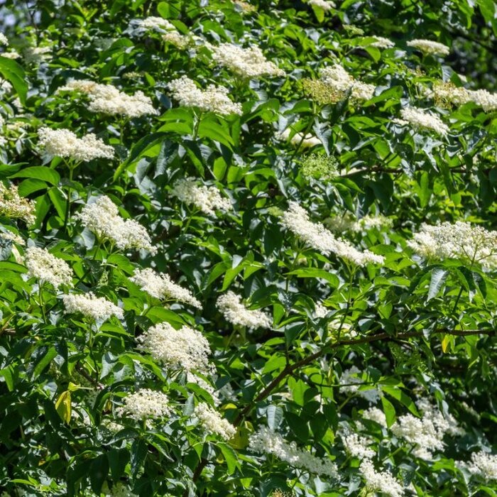 Vlierbes - Sambucus nigra 'Haschberg'