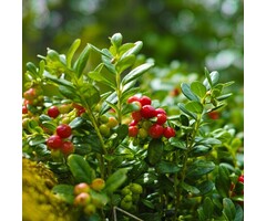 Cranberry - Vaccinium macrocarpon
