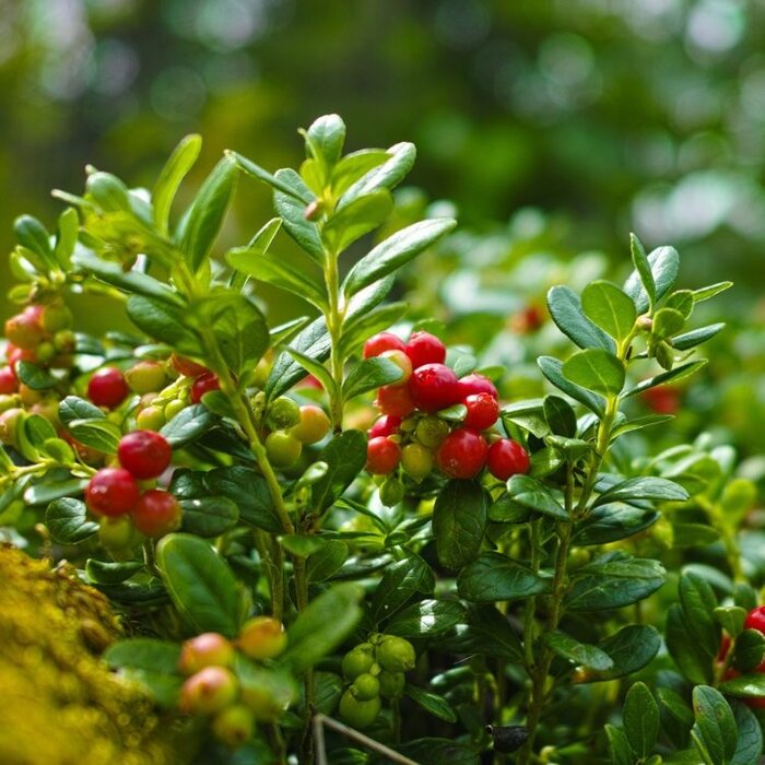 Cranberry - Vaccinium macrocarpon