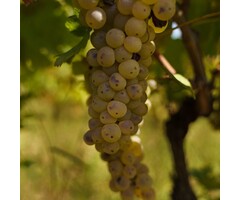 Witte druif  - Vitis 'Bianca'
