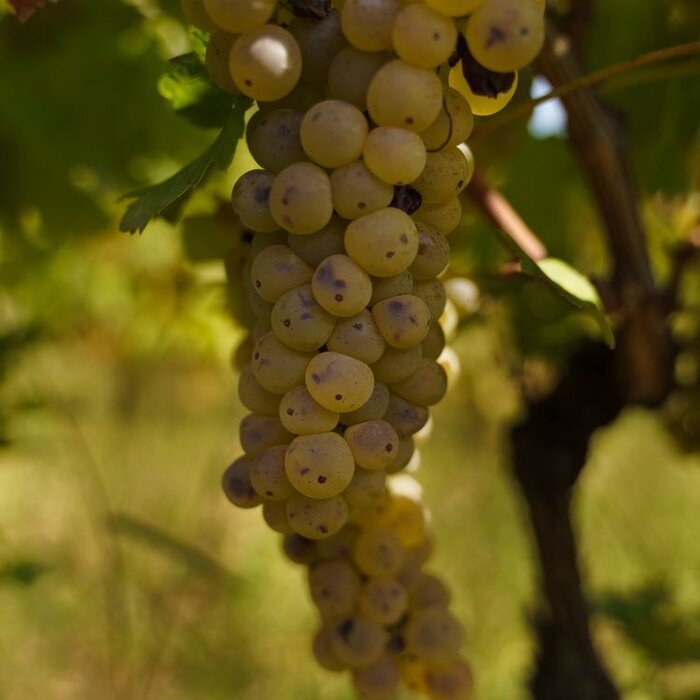 Witte druif  - Vitis 'Bianca'