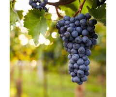 Blauwe druif - Vitis 'Boskoop Glory'