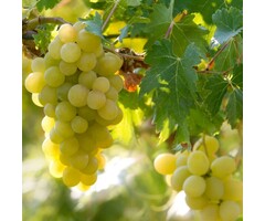 Witte druif  - Vitis vinifera 'Himrod'