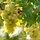Witte druif  - Vitis vinifera 'Himrod'