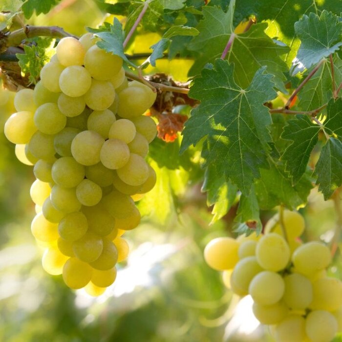 Witte druif  - Vitis vinifera 'Himrod'