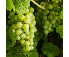 Witte druif  - Vitis 'Vroege van der Laan'