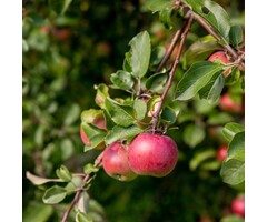 Appelboom - Malus domestica 'Gala'
