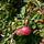 Appelboom - Malus domestica 'Gala'