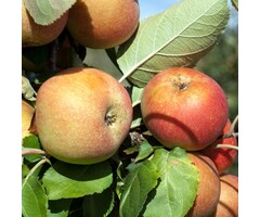 Appelboom - Malus domestica 'Rode Boskoop'