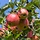 Appelboom - Malus domestica 'Elstar'