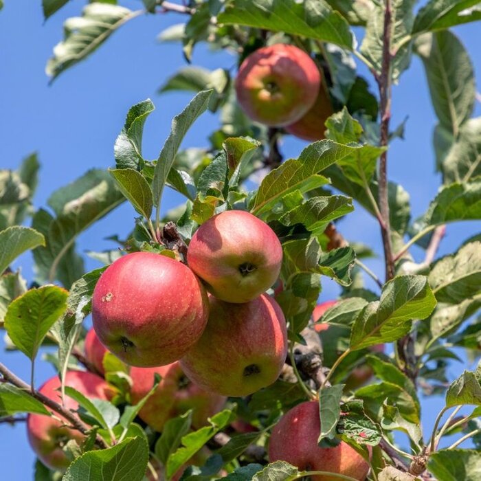 Appelboom - Malus domestica 'Elstar'
