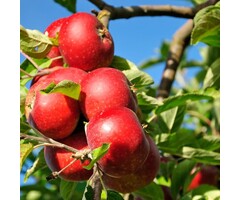 Appelboom - Malus domestica 'Discovery'