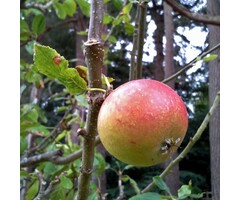 Appelboom - Malus domestica 'Cox's Orange Pippin'