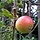 Appelboom - Malus domestica 'Cox's Orange Pippin'