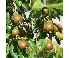 Oude Perenboom - Pyrus communis 'Doyenne du Comice' karakterstruik