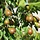 Oude Perenboom - Pyrus communis 'Doyenne du Comice' karakterstruik