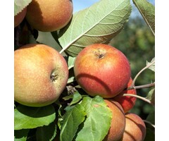 Oude Appelboom - Malus domestica 'Rode Boskoop' karakterstruik