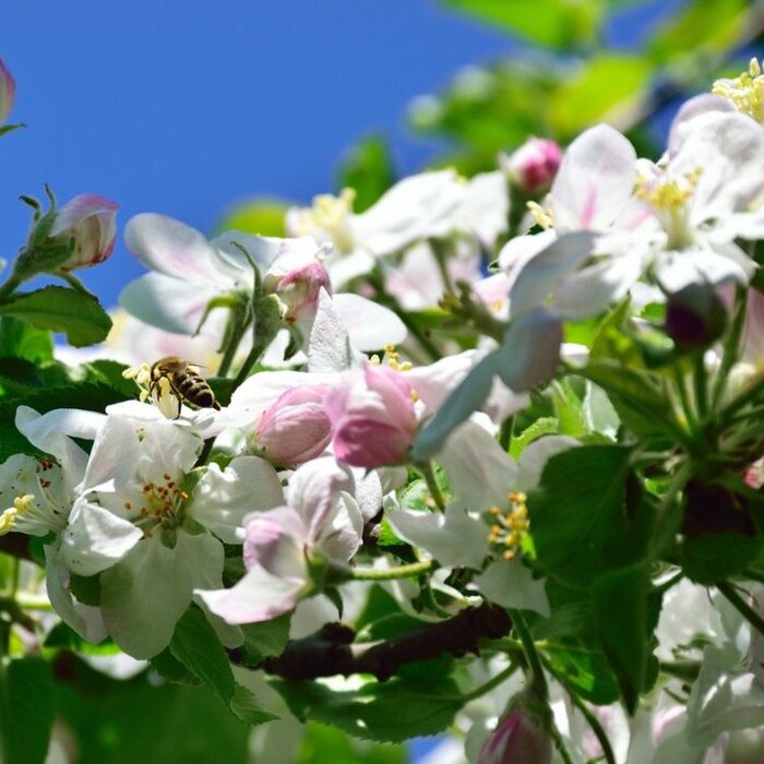 Oude Appelboom - Malus domestica 'Jonagold' karakterstruik