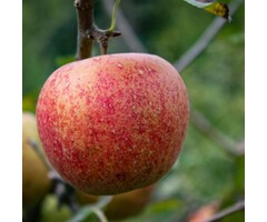 Oude Appelboom - Malus domestica 'Jonagold' karakterstruik