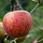 Oude Appelboom - Malus domestica 'Jonagold' karakterstruik