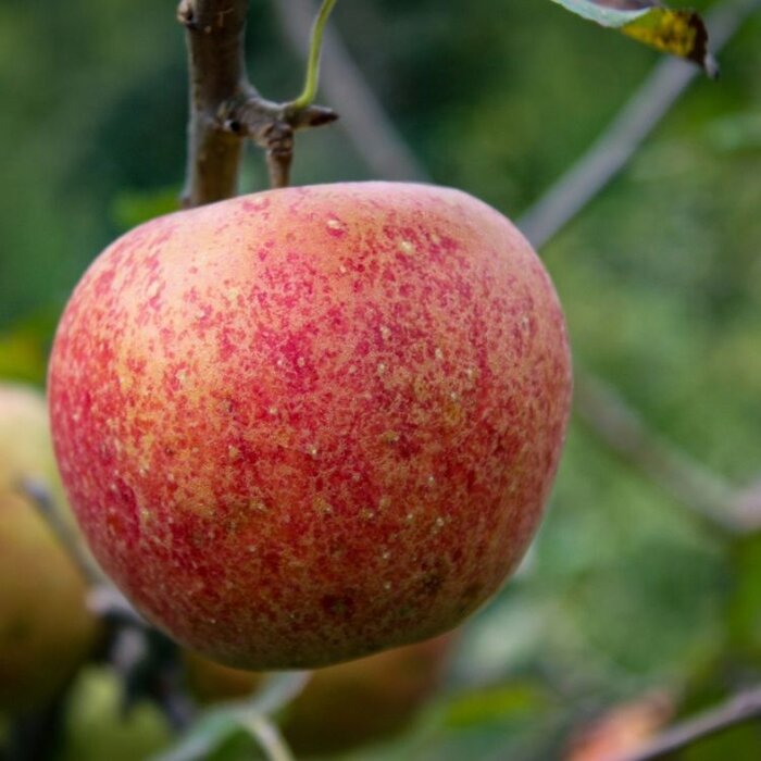 Oude Appelboom - Malus domestica 'Jonagold' karakterstruik