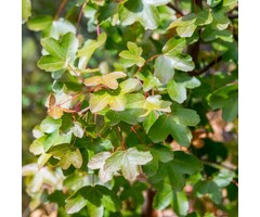 Franse esdoorn - Acer monspessulanum