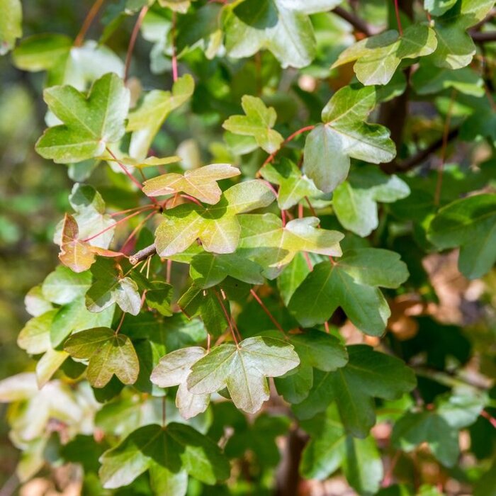 Franse esdoorn - Acer monspessulanum