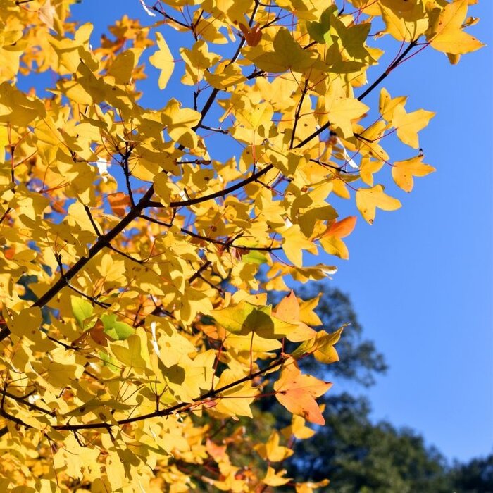 Franse esdoorn - Acer monspessulanum