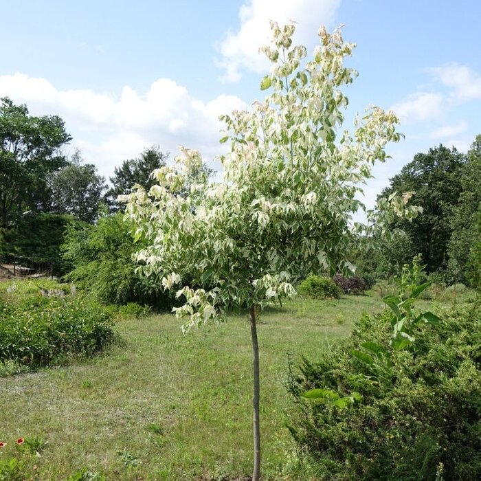 Vederesdoorn - Acer negundo 'Variegatum'