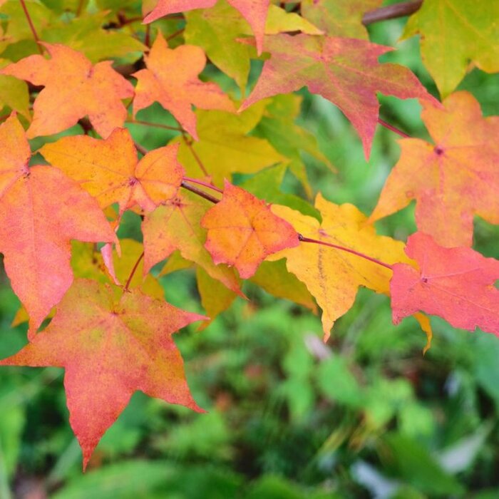 Amerikaanse esdoorn - Acer Pacific Sunset