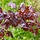 Rode esdoorn - Acer platanoides 'Crimson Sentry'