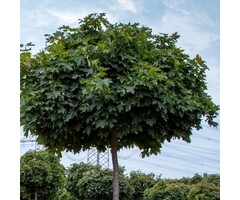 Bolesdoorn op stam - Acer platanoides 'Globosum'