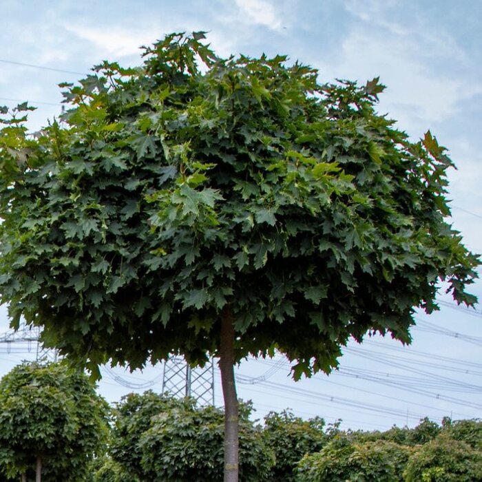 Bolesdoorn op stam - Acer platanoides 'Globosum'