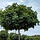 Bolesdoorn - Acer platanoides 'Globosum'