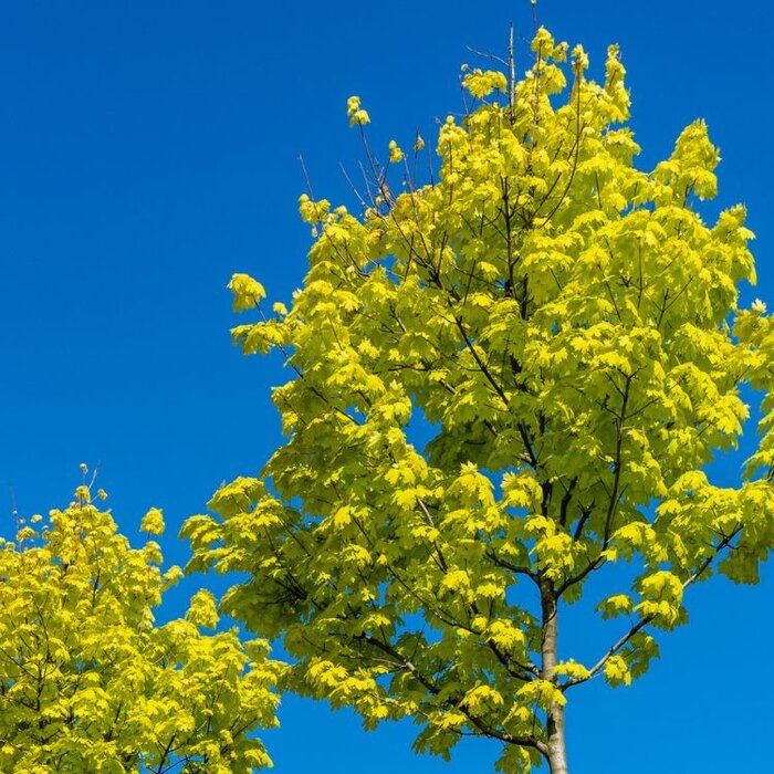 Noorse esdoorn - Acer platanoides Princeton Gold