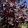 Rode esdoorn - Acer platanoides 'Royal Red'