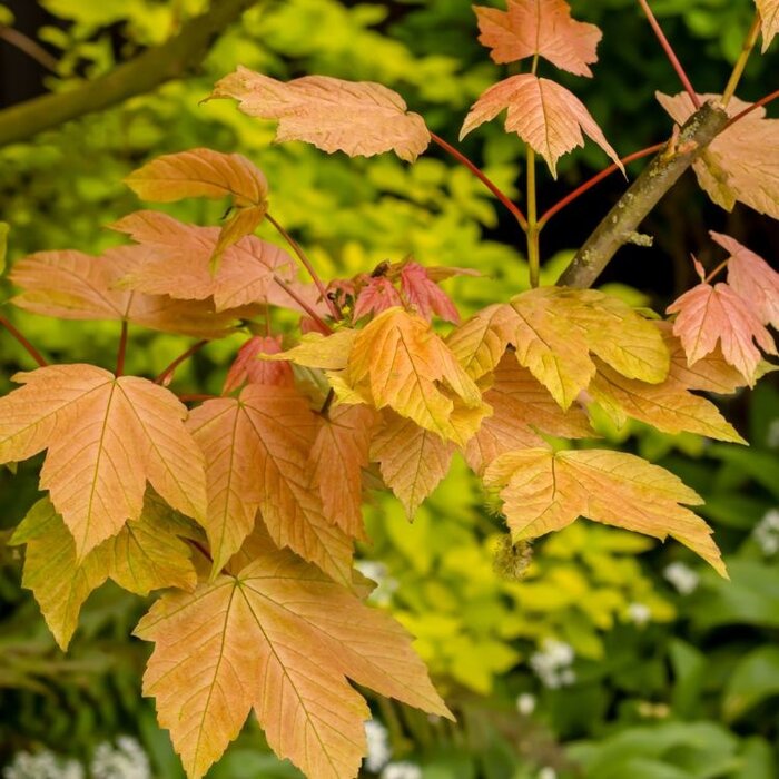 Bonte esdoorn op stam - Acer pseudoplatanus 'Brilliantissimum'