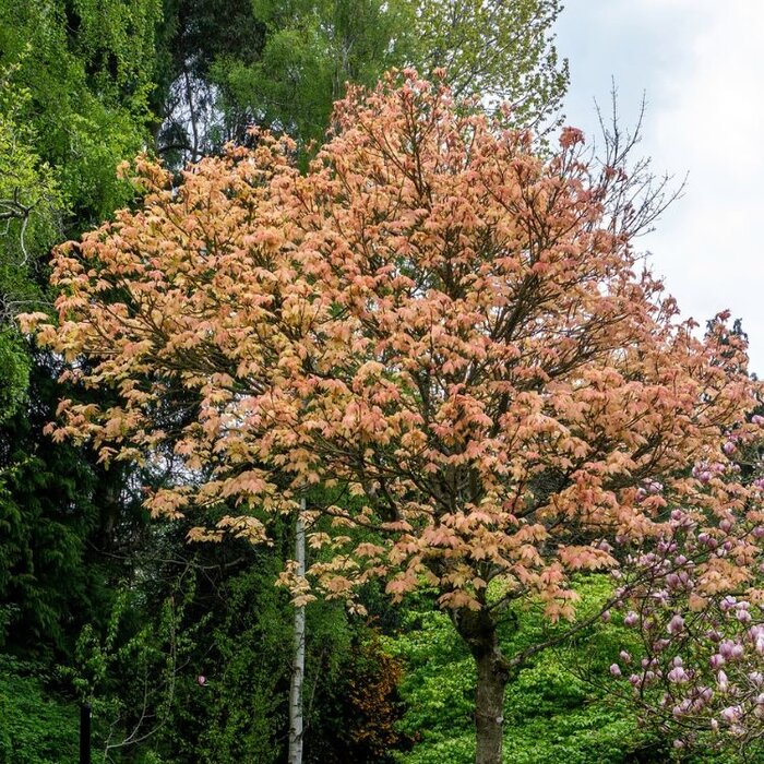 Bonte esdoorn op stam - Acer pseudoplatanus 'Brilliantissimum'
