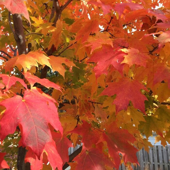 Zilveresdoorn - Acer saccharinum