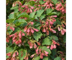 Chinese esdoorn - Acer tataricum ginnala