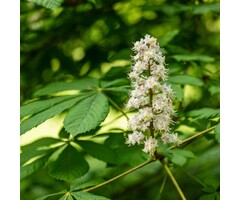 Witte paardenkastanje - Aesculus hippocastanum