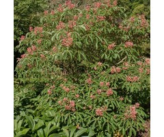 Dwergkastanje - Aesculus pavia 'Rosea Nana'